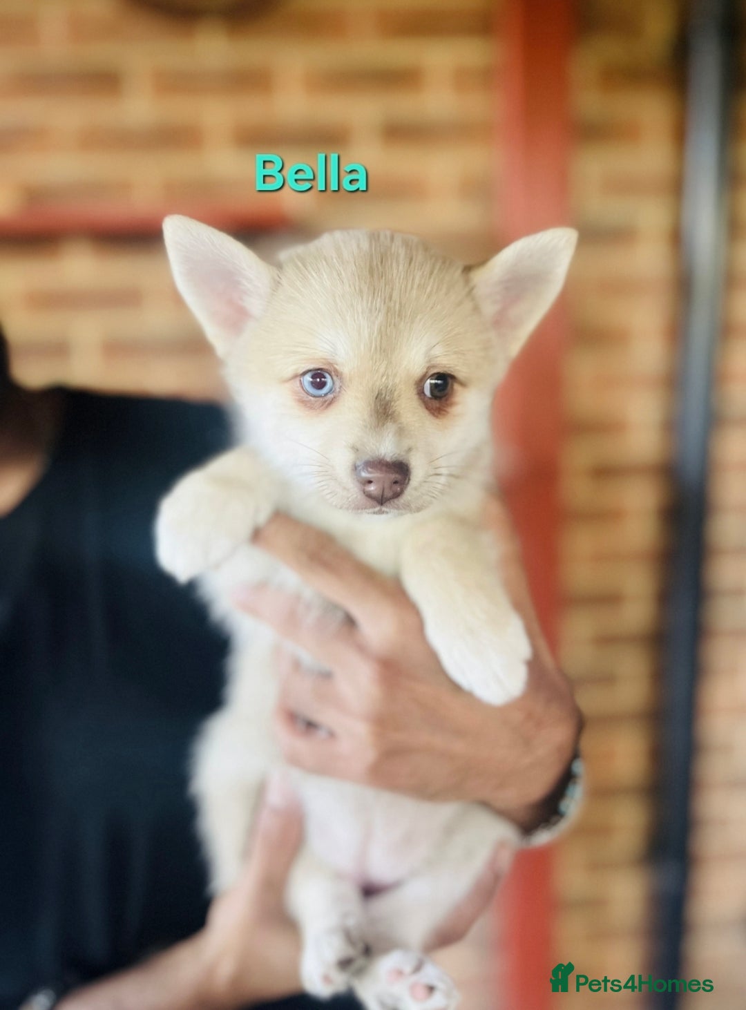 Pomsky dogs for sale: Ready now -Stunning F4 Pomskies, 6kg as adults  - Image 26