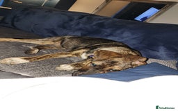 Mixed Breed dogs for sale: 11 month old staffy x Belgian Mali  - Image 3