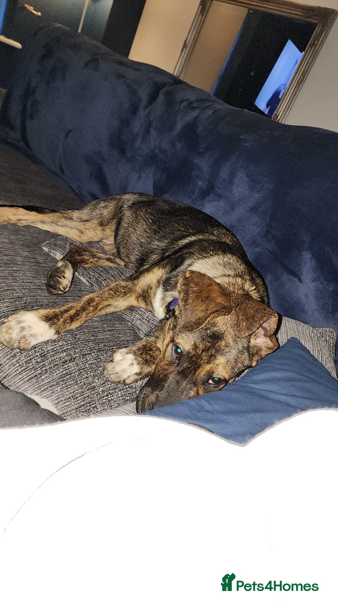 Mixed Breed dogs for sale: 11 month old staffy x Belgian Mali  - Image 3