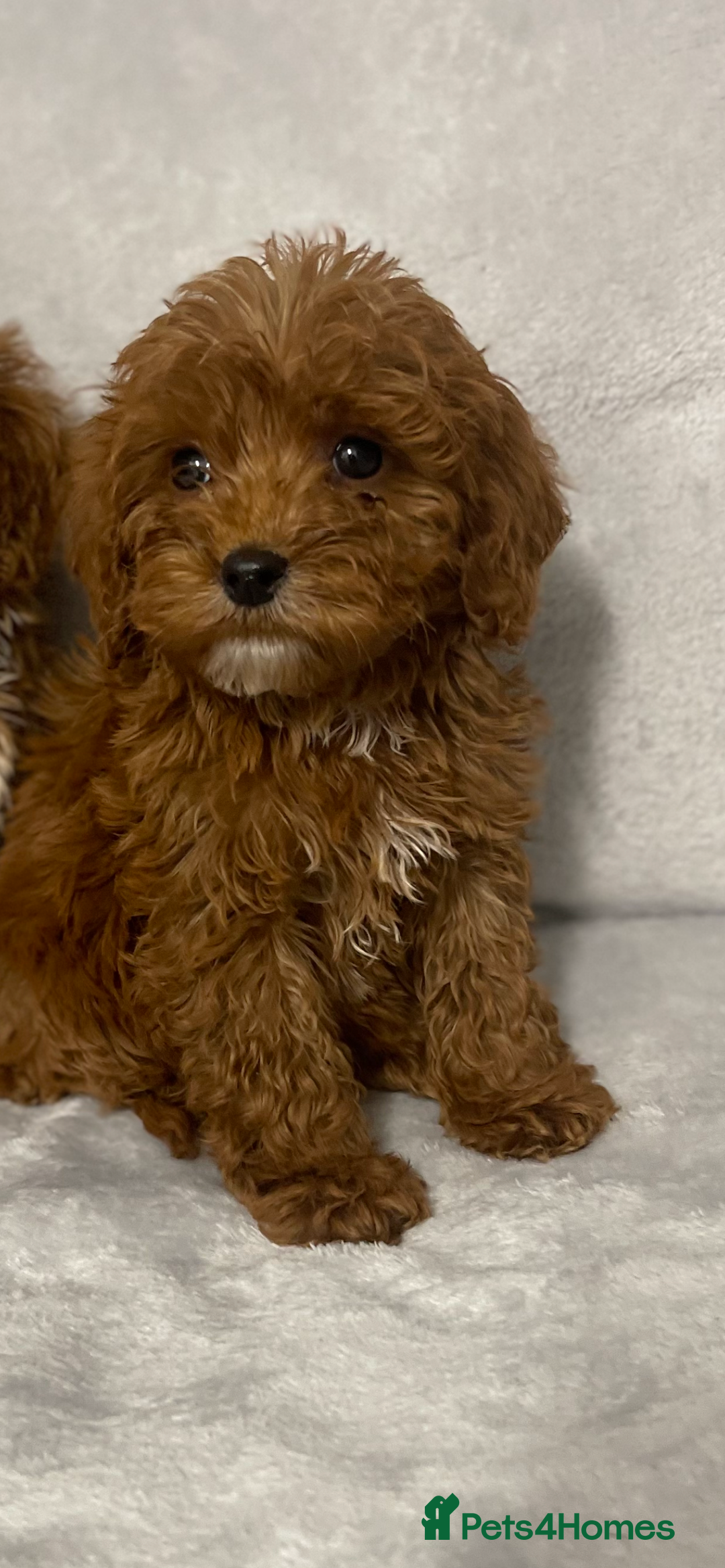 Cockapoo dogs for sale: 5 beautiful cockapoos  - Advert 17