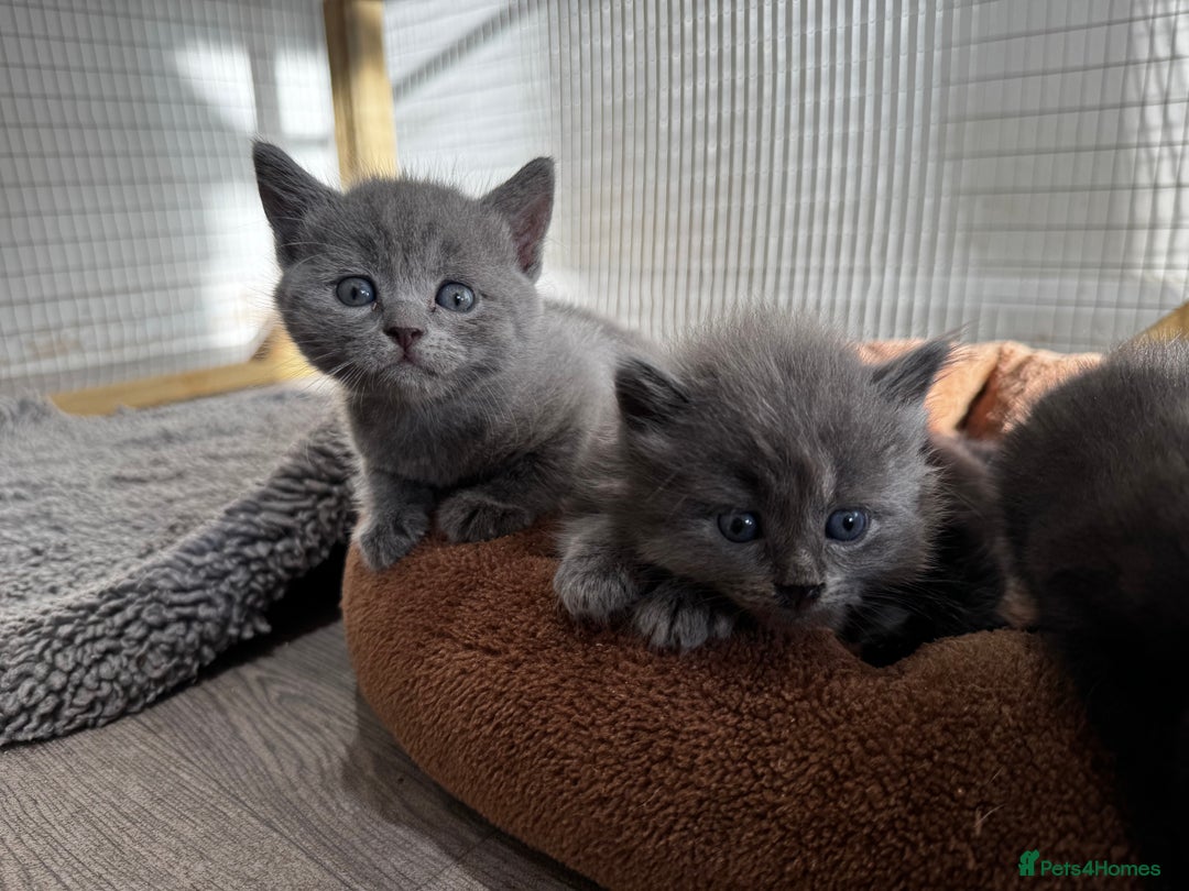 British Shorthair cats for sale: Beautiful British Shorthair Kittens - Image 6