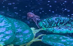 Catfish fish for sale: FREE BABY BRISTLE NOSE CATFISH - Image 1