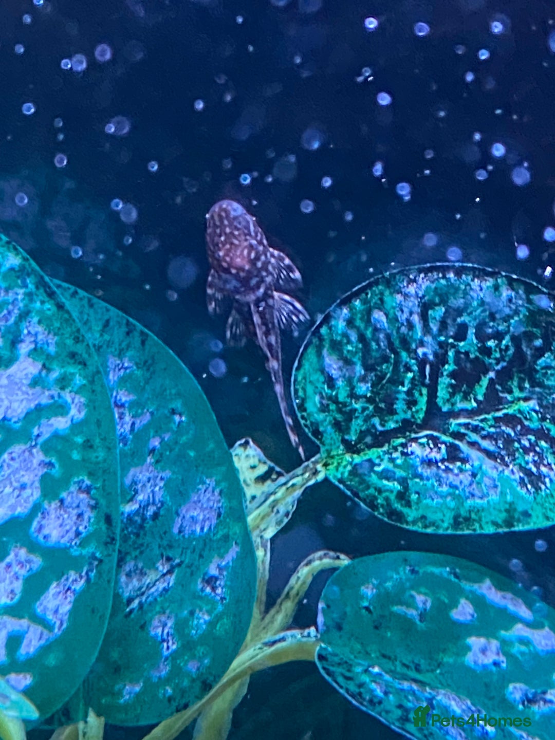 Catfish fish for sale: FREE BABY BRISTLE NOSE CATFISH - Image 1