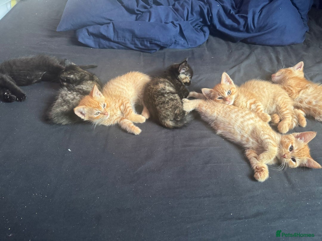 Ragdoll cats for sale: Ragdoll cross kittens - Image 8