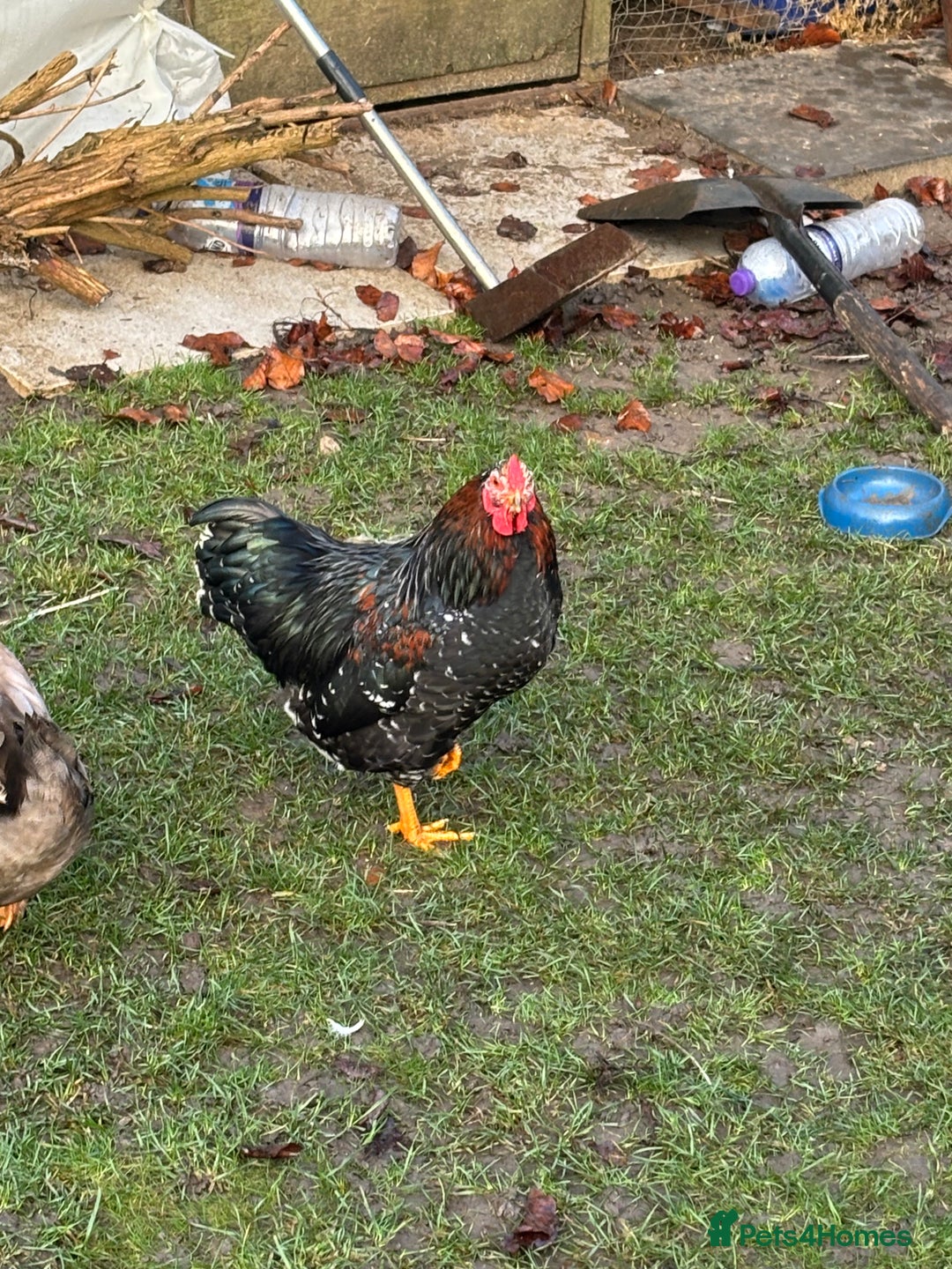 Chickens poultry for sale: FREE Cockerel  - Advert 2