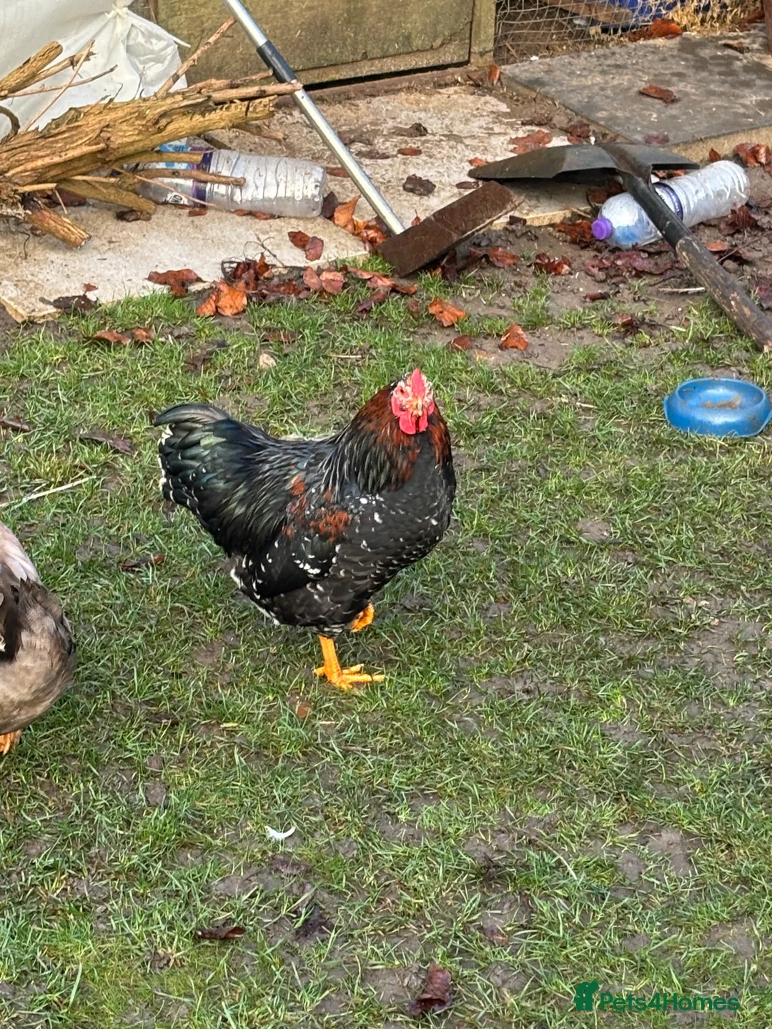 Chickens poultry for sale: FREE Cockerel  - Advert 2