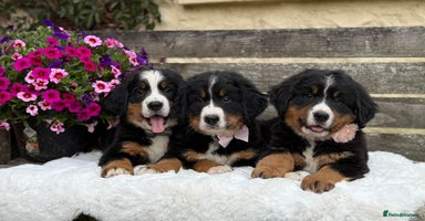 Bernese Mountain Dog dogs - Advert 5