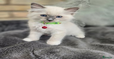 Ragdoll cats - Advert 14