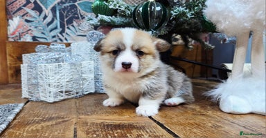 Welsh Corgi Pembroke dogs Stunning KC Registered Babies Available.  - Advert 12