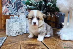 Welsh Corgi Pembroke dogs Stunning KC Registered Babies Available. - Advert 2