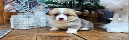 Welsh Corgi Pembroke dogs for sale: Stunning KC Registered Girl Dove Available.  - Advert 10