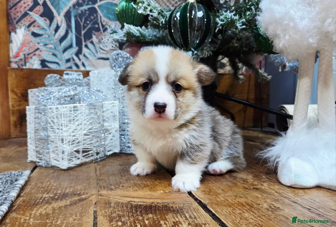 Welsh Corgi Pembroke dogs for sale: Stunning KC Registered Girl Dove Available.  - Advert 10