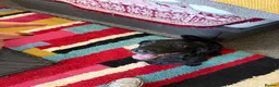 Sprocker dogs for sale: Male sprocker  - Advert 4