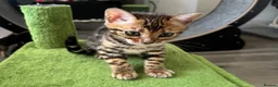 Bengal cats for sale: Pure bred Glitter Coat Bengal Kittens  - Advert 5
