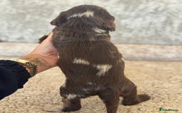 Cockapoo dogs for sale: BEAUTIFUL MERLE COCKER POO PUPPIES, HEALTH TESTED - Image 5
