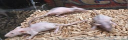 Rat rodents for sale: Baby Naked Dumbo Rat's - Advert 5