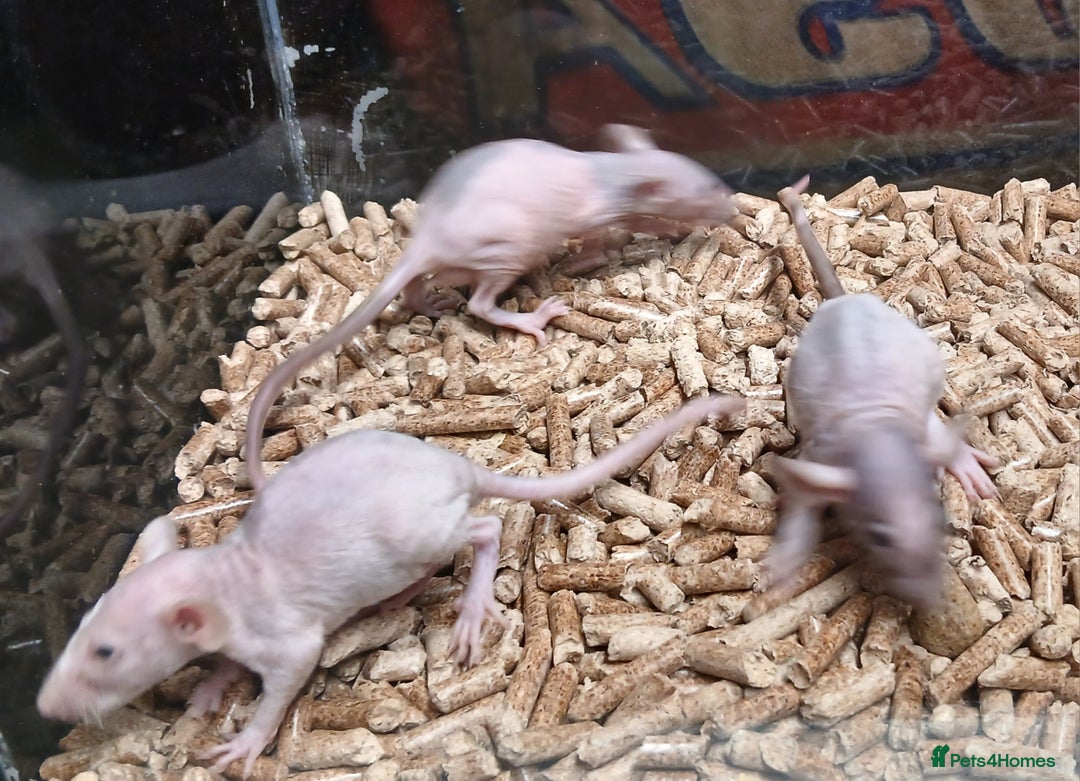 Rat rodents for sale: Baby Naked Dumbo Rat's - Advert 5