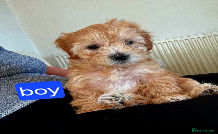 Maltipoo dogs - Advert 1