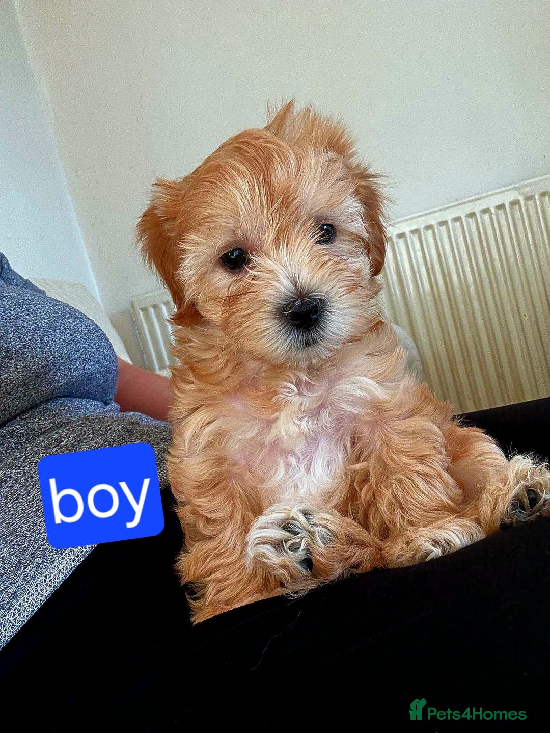 Maltipoo dogs for sale: So adorable and Tiny F1 Korean Maltipoo - Image 2