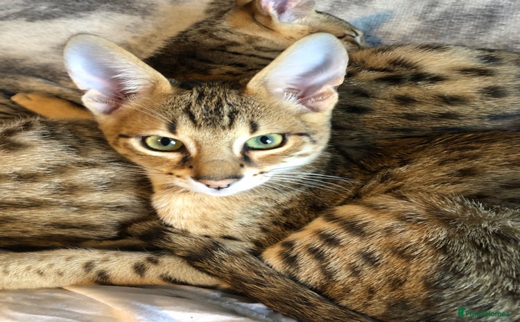 Savannah cats - Advert 1