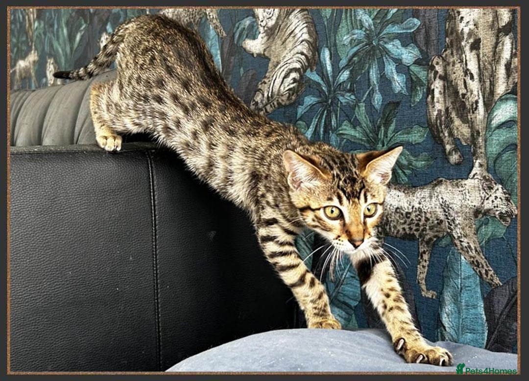 Savannah cats for sale: Ready to go F5 SBT Savannah kittens in Bingley - Image 21