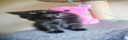 Mixed Breed cats for sale: wonderful kittens😻 - Advert 7