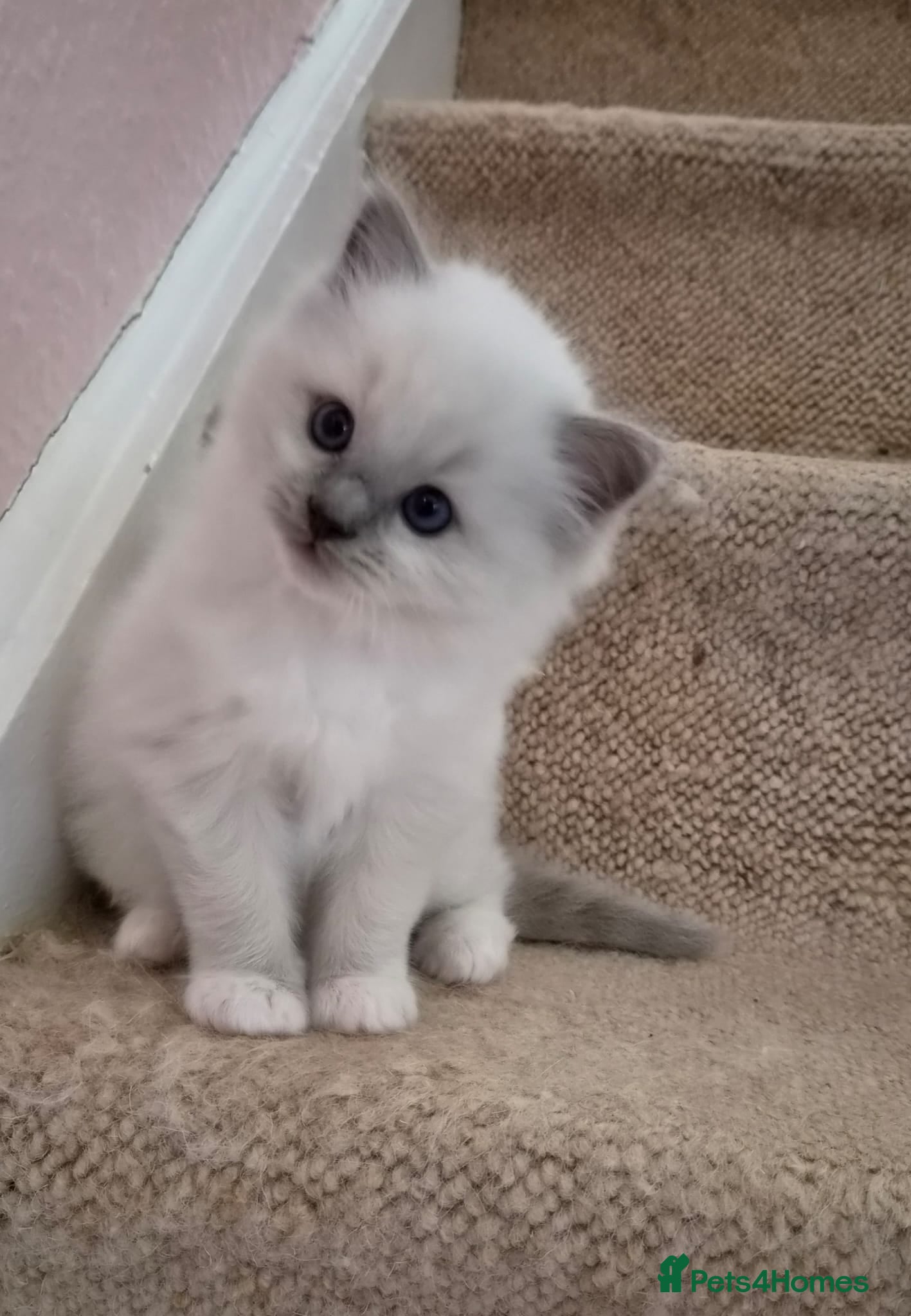 Ragdoll cats 1x Blue mitted pedigree Ragdoll Boy - Advert 2