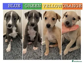 Whippet dogs Stunning Purebred Whippet Puppies - Ready 27th May - Advert 6