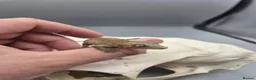 Gecko reptiles for sale: Red and orange striped gargoyle gecko  - Advert 4
