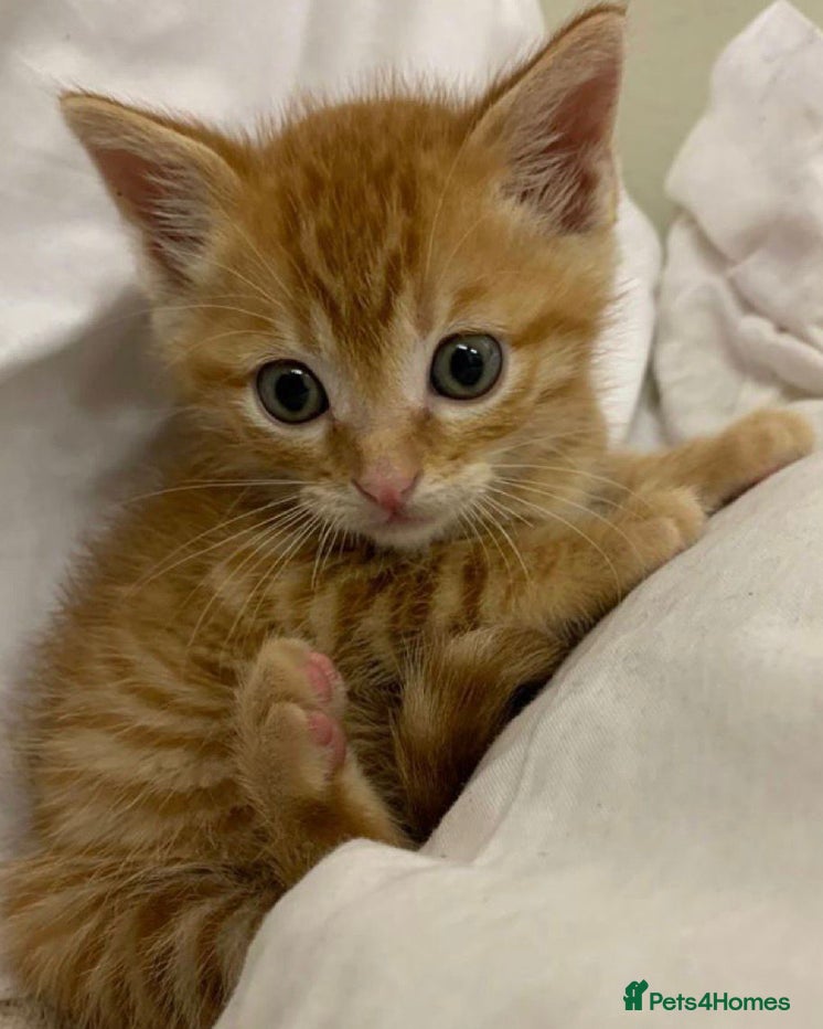 Mixed Breed cats Cute kittens ready now ! - Advert 8