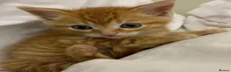 Mixed Breed cats for sale: Cute kittens ready now ! - Advert 1