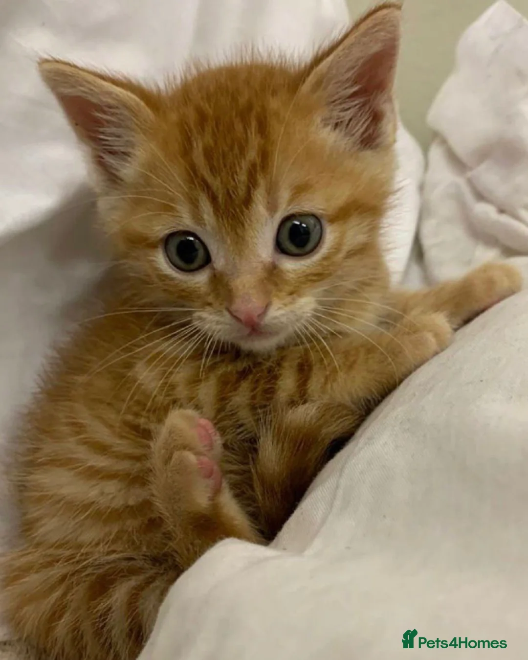 Mixed Breed cats for sale: Cute kittens ready now ! - Advert 1