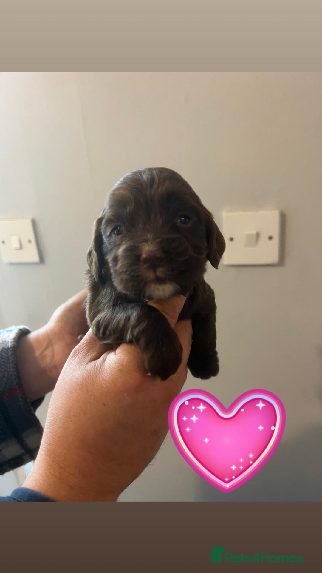 Sprocker dogs for sale: Sprocker spaniel puppies  - Advert 1