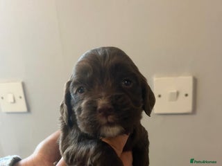 Sprocker dogs Sprocker spaniel puppies - Advert 3