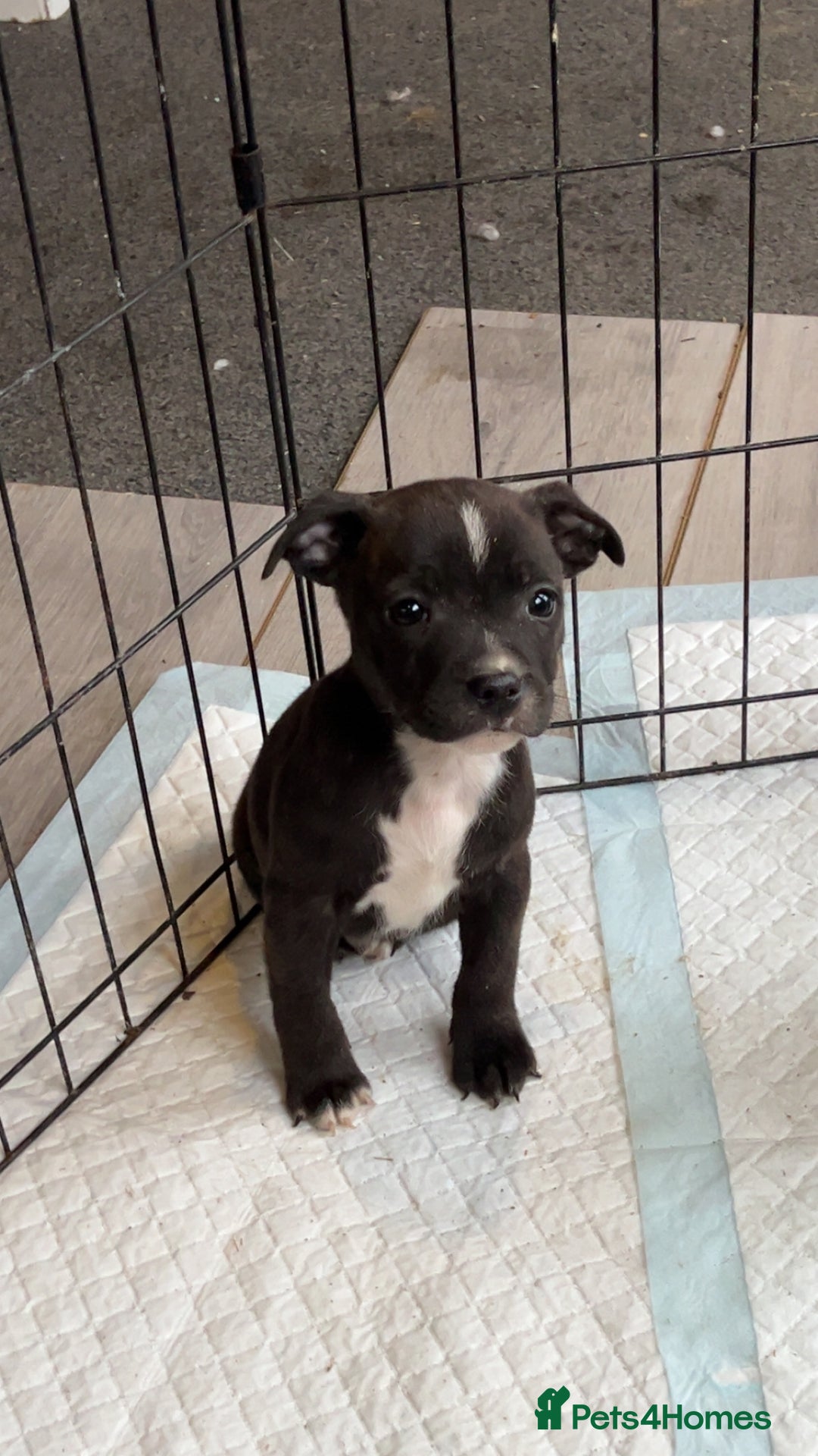 Staffordshire Bull Terrier dogs for sale: Staffordshire bull terrier pups  - Advert 3