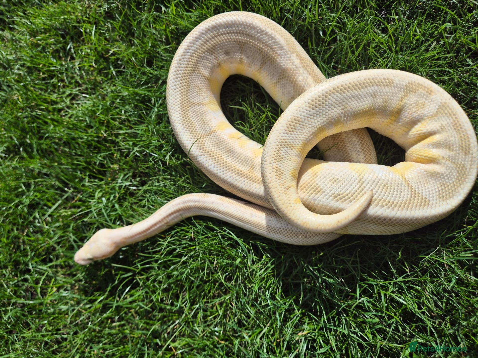Python Snake reptiles ball pythons and rack for sale  - Advert 1