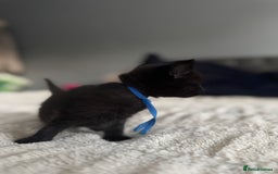 Domestic Shorthair cats for sale: 6 beautiful kittens - Image 16