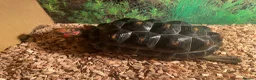 Tortoise reptiles for sale: 2 x red footed tortoises in Basildon - Advert 6