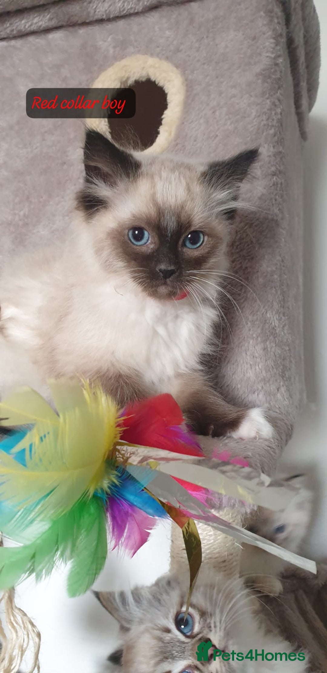Ragdoll cats for sale: Stunning GCCF Registered Ragdoll Kittens. - Advert 36