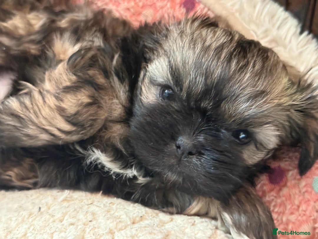 Shih Tzu dogs for sale: READY NOW …Special prices on pups POA  - Advert 32