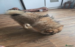 Pomeranian dogs for sale: Pomeranian  - Image 6