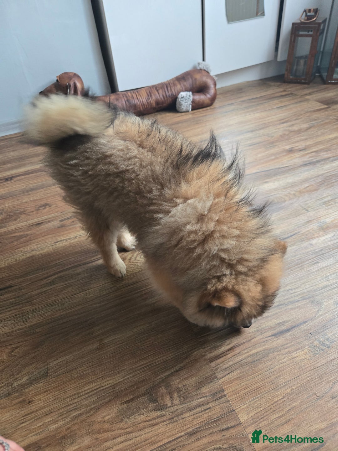 Pomeranian dogs for sale: Pomeranian  - Image 6