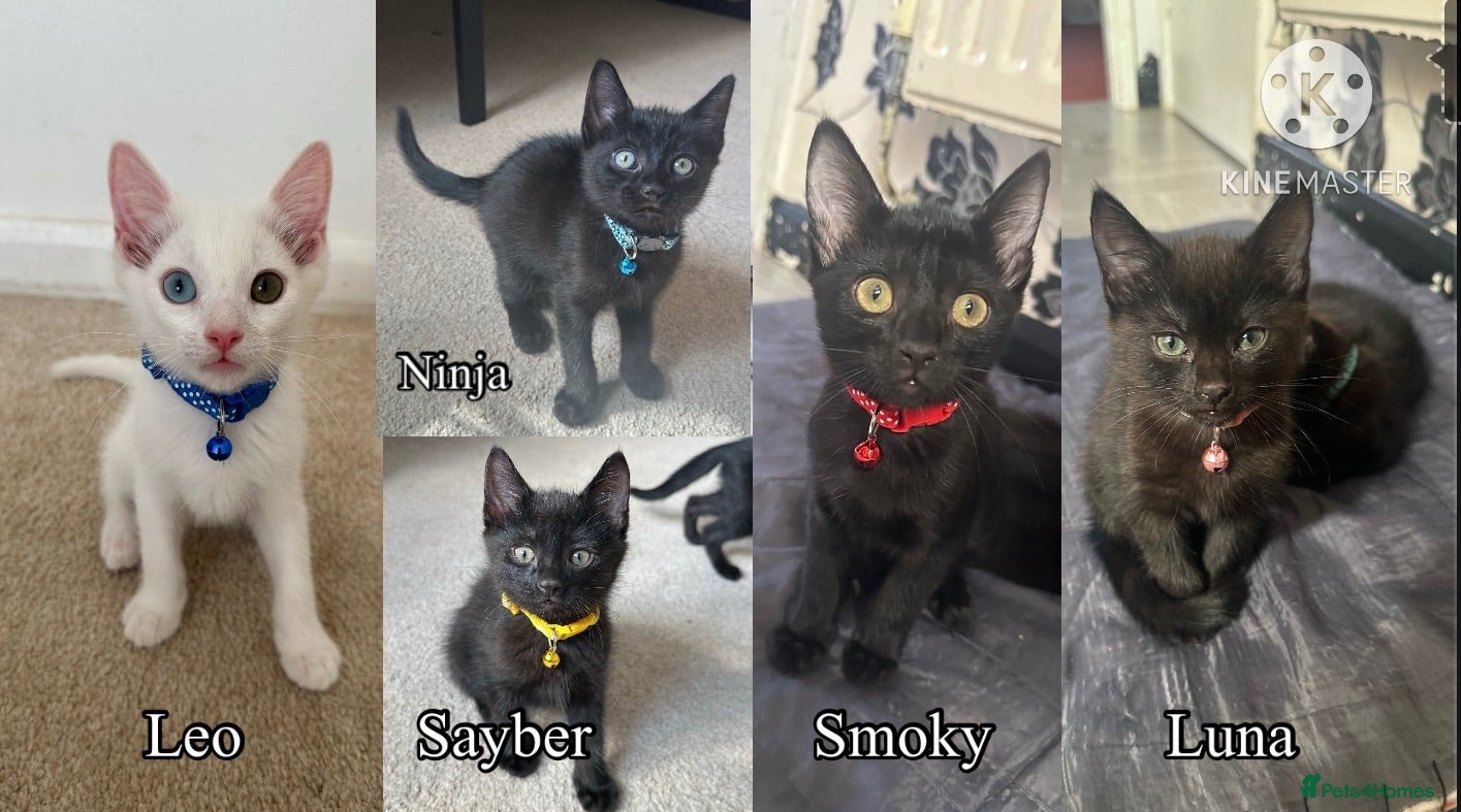 Mixed Breed cats Black Brown and White Kittens - Advert 1