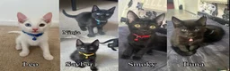 Mixed Breed cats for sale: Black Brown and White Kittens - Advert 1