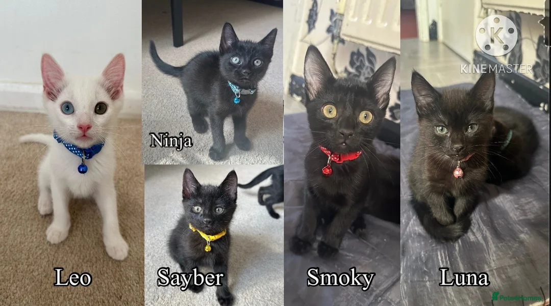 Mixed Breed cats for sale: Black Brown and White Kittens - Advert 1