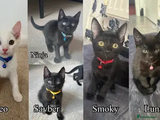 Mixed Breed cats Black Brown and White Kittens - Advert 1