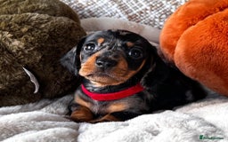 Miniature Dachshund dogs for sale: The most beautiful KC reg Mini Daschund puppies  - Image 2