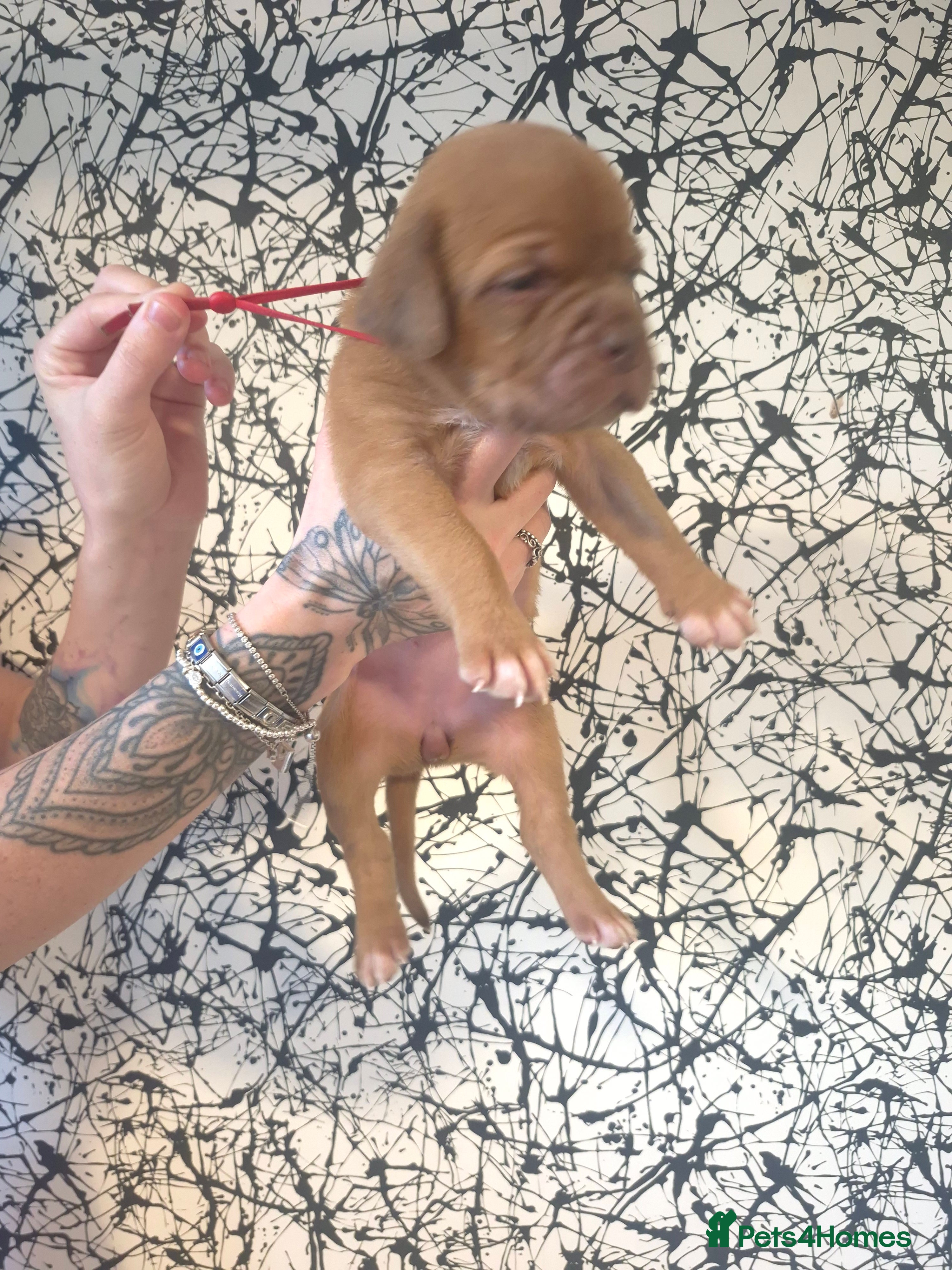 Dogue De Bordeaux dogs Quality litter of Dogue de Bordeux  - Advert 2