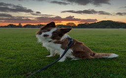 Border Collie dogs for stud: Kajtek Red-white border collie looking for a lady! - Image 9