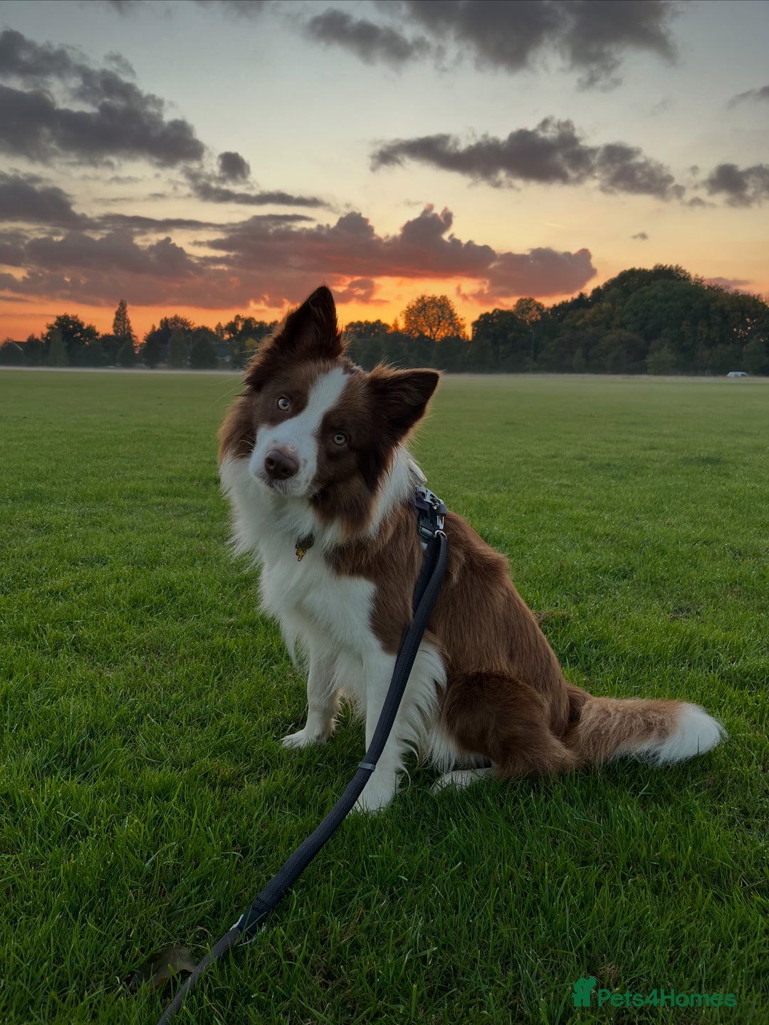 Border Collie dogs for stud: Kajtek Red-white border collie looking for a lady! - Image 9